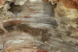 Colorful, Petrified Wood (Araucaria) Slab - Madagascar #247308-1